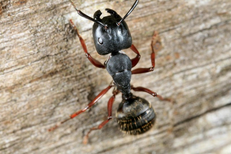 Ant Legs