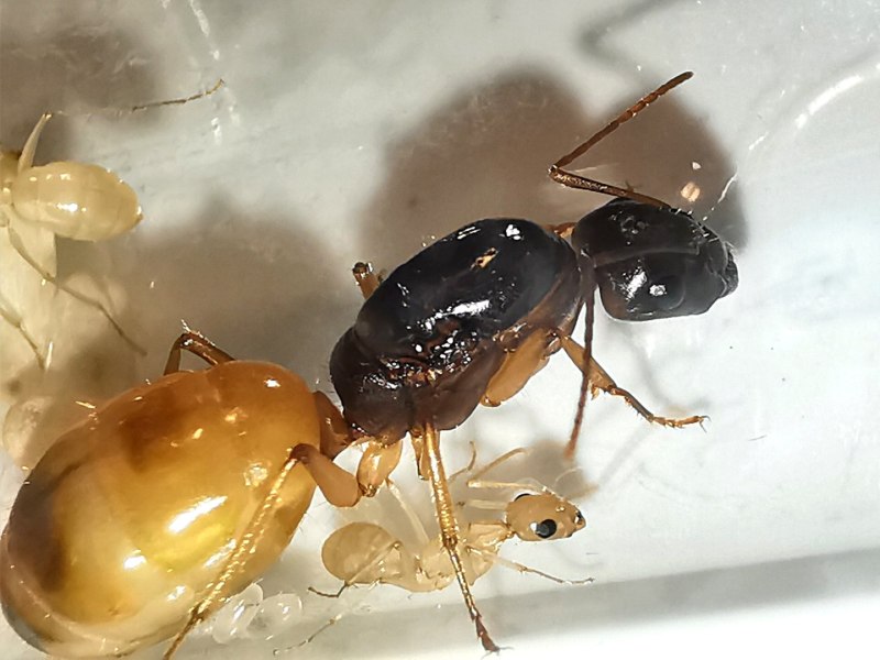 Муравьи Camponotus fedtschenkoi