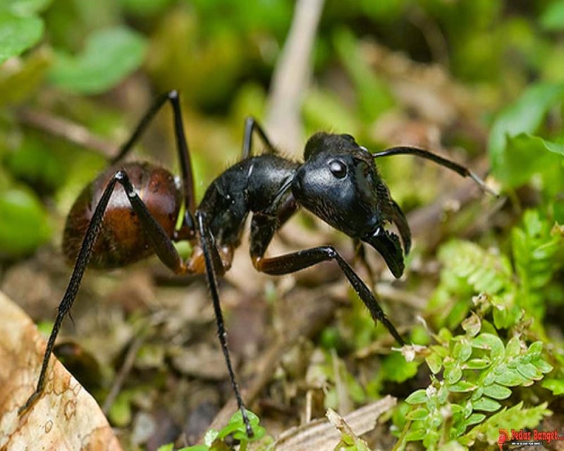Муравей Camponotus Gigas