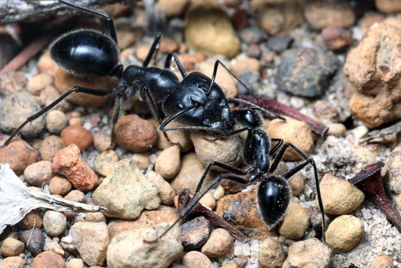 Camponotus saxatilis солдат