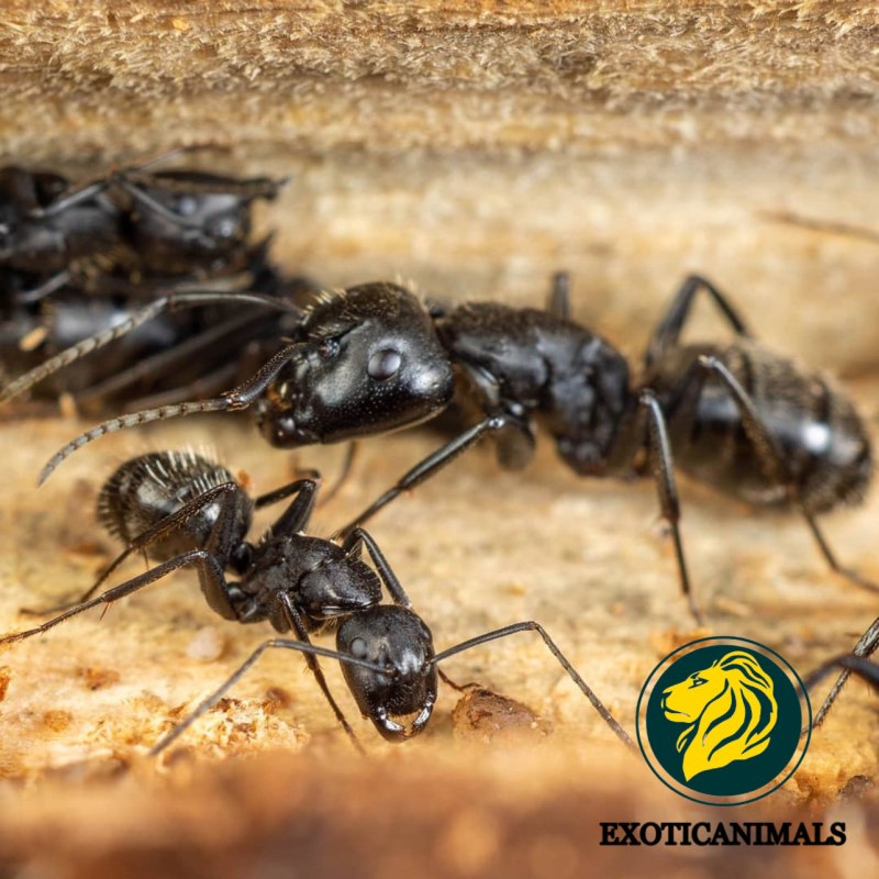 Camponotus Vagus (чёрный муравей-древоточец).