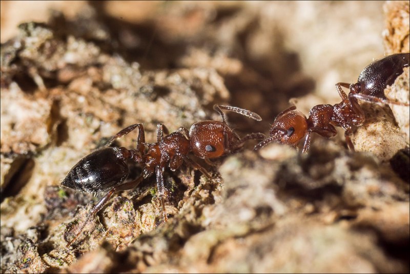 Crematogaster Schmidti содержание