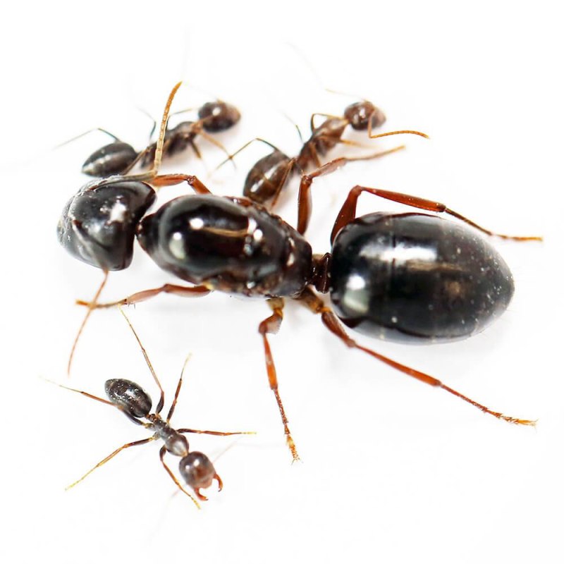 Муравьи Camponotus saxatilis