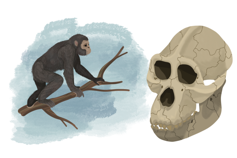 Обезьяны из рода Miopithecus