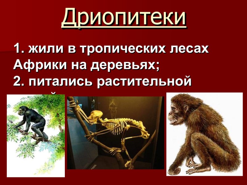 Дриопитек хронологический Возраст