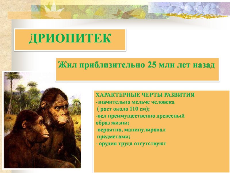 Этапы эволюции человека дриопитек
