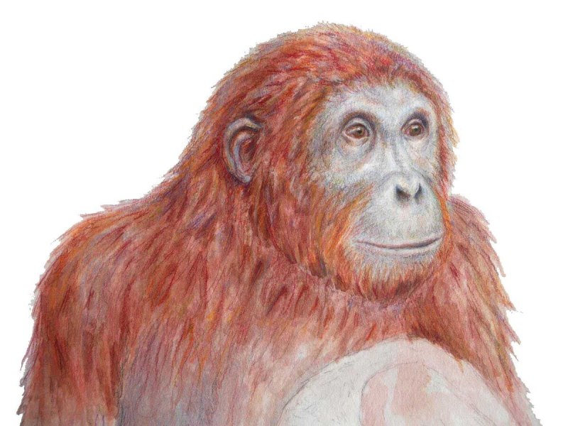 Уранопитек (лат. Ouranopithecus)