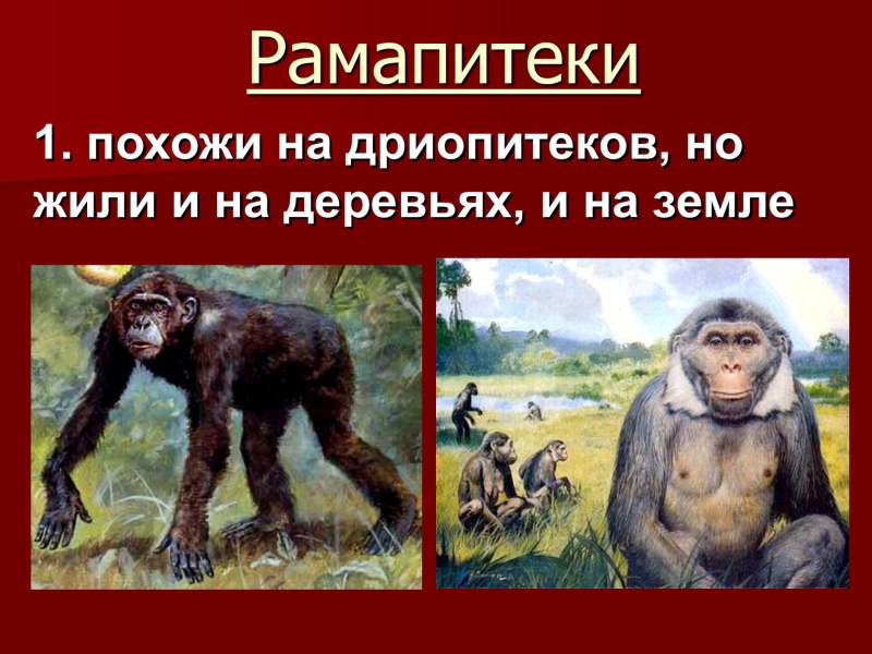 Рамапитек образ жизни