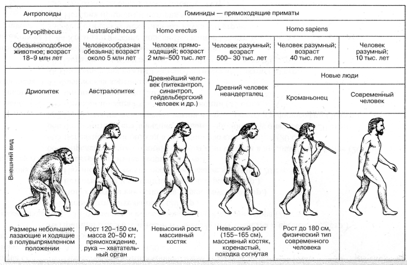 Этапы эволюции человека