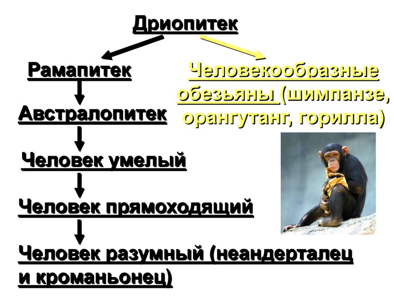 Парапитеки и австралопитеки