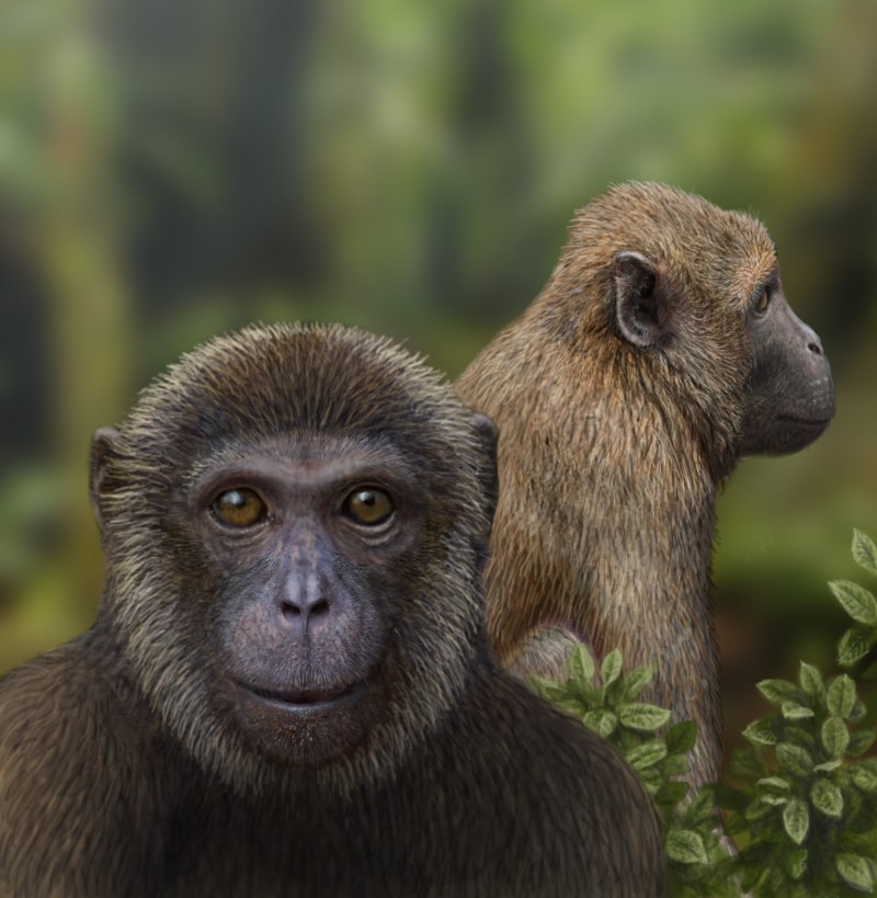 Saadanius hijazensis
