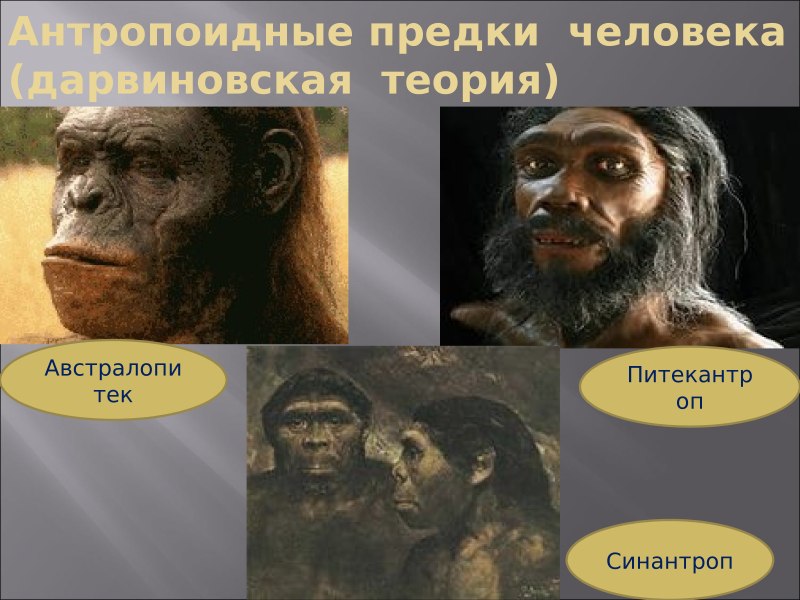 Австралопитек питекантроп синантроп