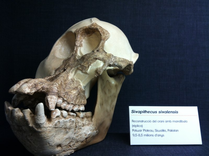 Sivapithecus