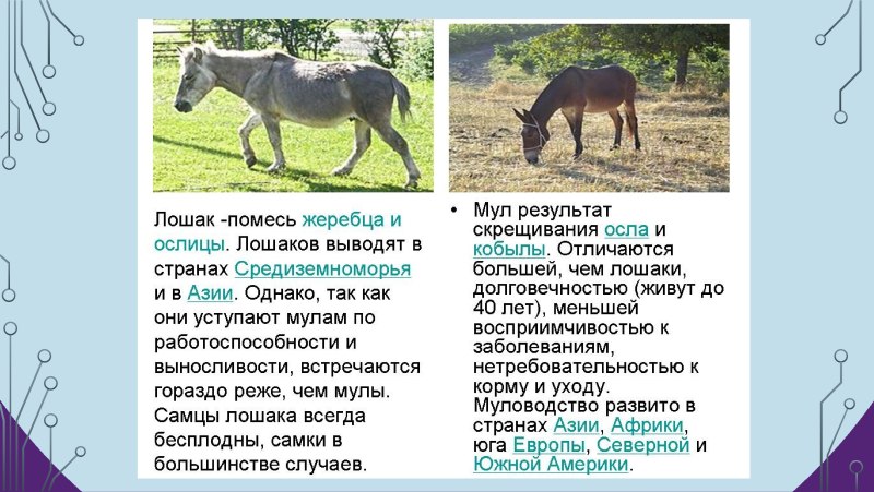 Отдалённая гибридизация мул и Лошак