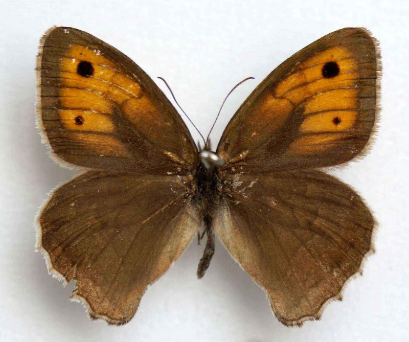 Hyponephele dysdora