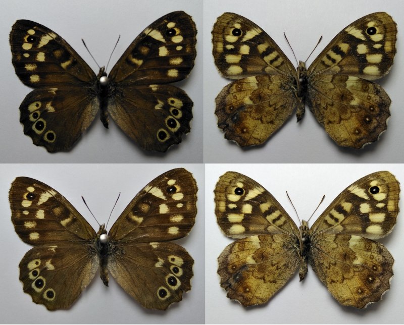 Pararge aegeria (Linnaeus, 1758) - Бархатница Эгерия