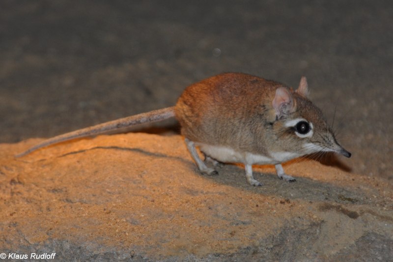 Elephantulus rufescens
