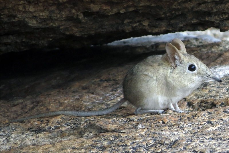 Длинноухий прыгунчик (Elephant Shrew)