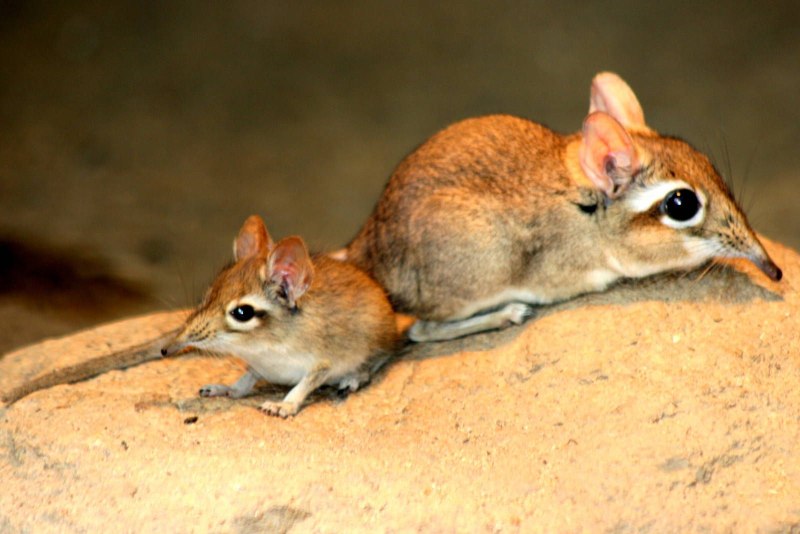 Длинноухий прыгунчик (Elephant Shrew)