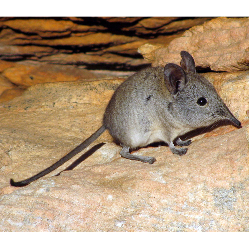 Длинноухий прыгунчик (Elephant Shrew)