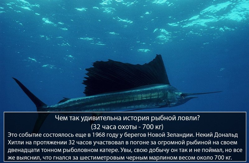 Черный Марлин рыба