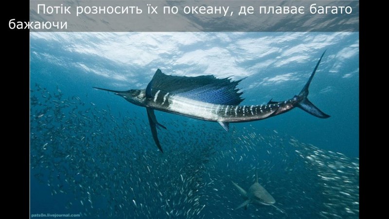 Марлин парусник