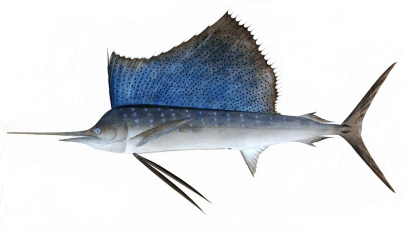 Istiophorus platypterus
