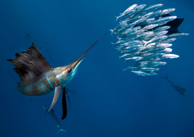 Cheilopogon heterurus