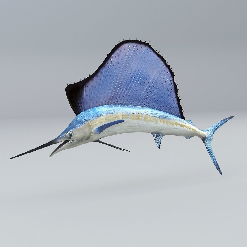 Istiophorus platypterus