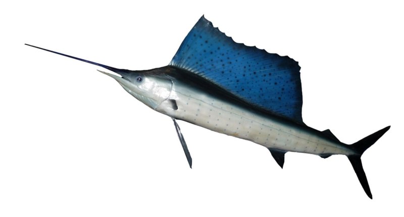 Sailfish рыба
