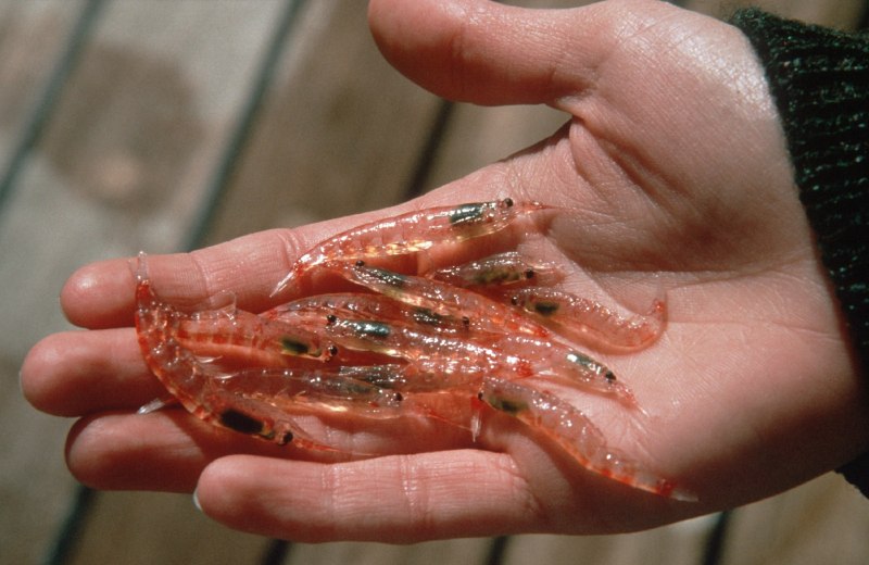 Морской криль