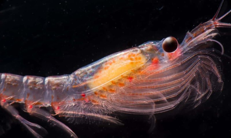 Криль, антарктический [Euphausia superba