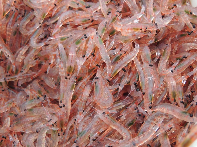Морской криль