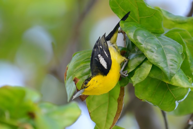 Aegithina tiphia