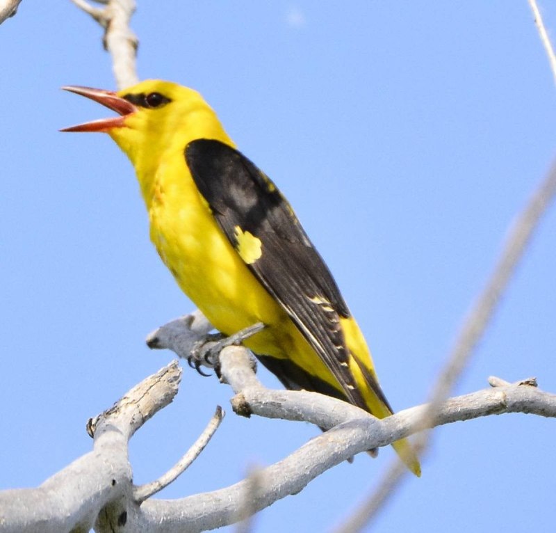 Иволга - Oriolus Oriolus