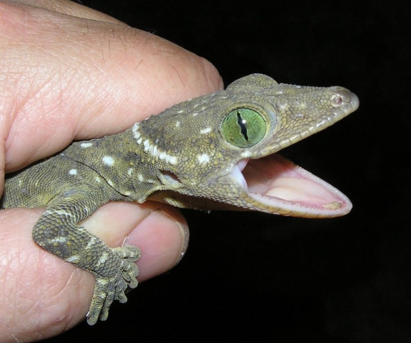Gekko smithii