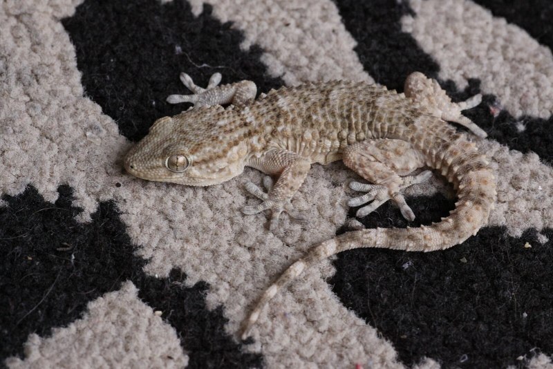 Tarentola mauritanica