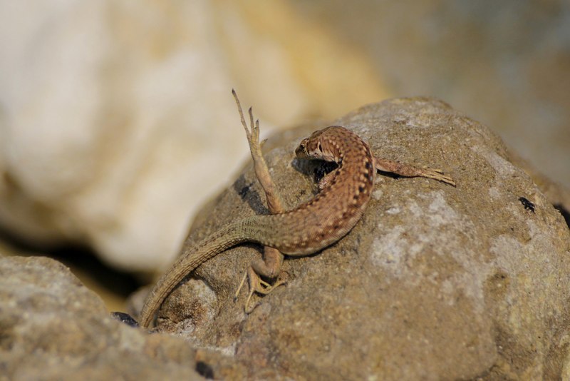 Ящерица Скальная (Darevskia Saxicola)