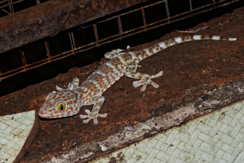 Gekko Gecko ekzo