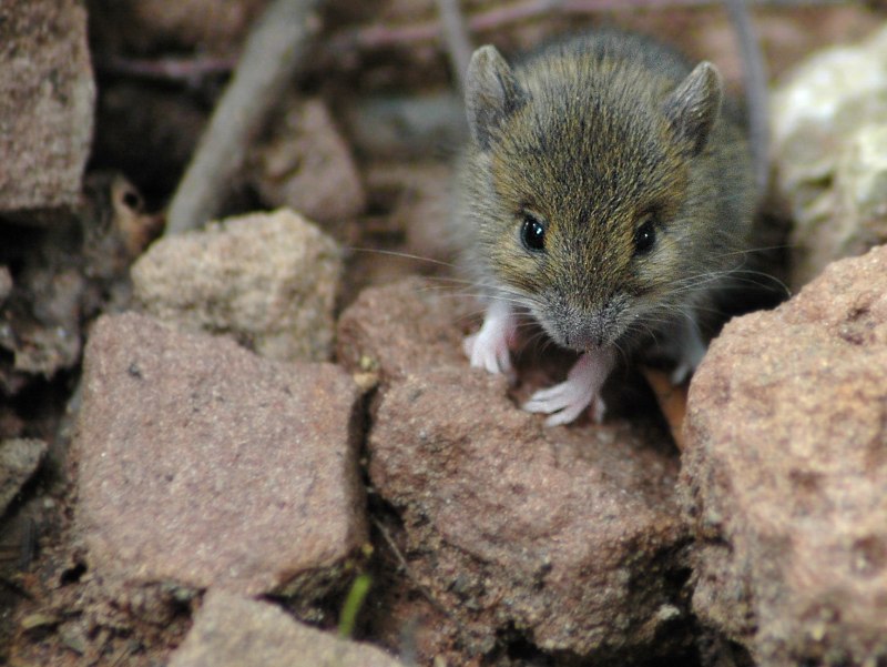 Лесная мышь (Sylvaemus sylvaticus)