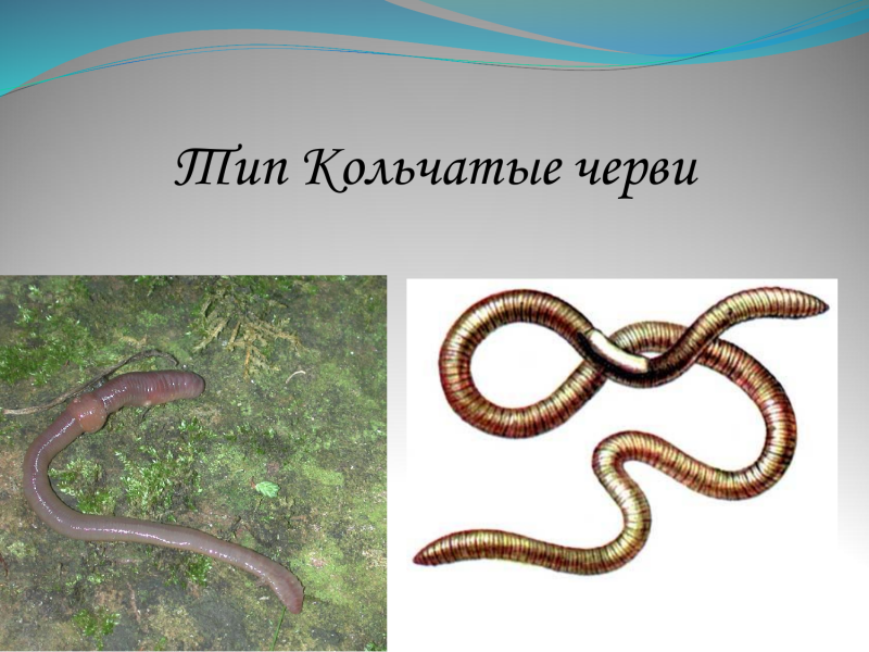 Кольчатые черви Урала