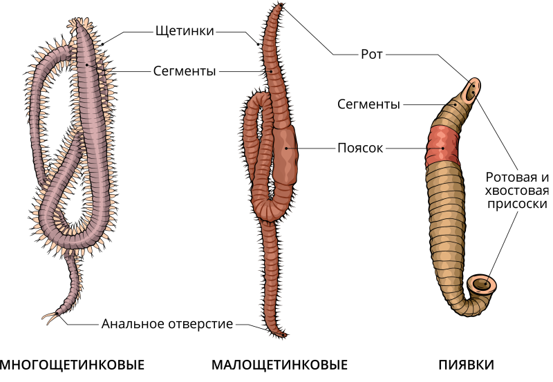 Представители кольчатых черви класс Малощетинковые черви