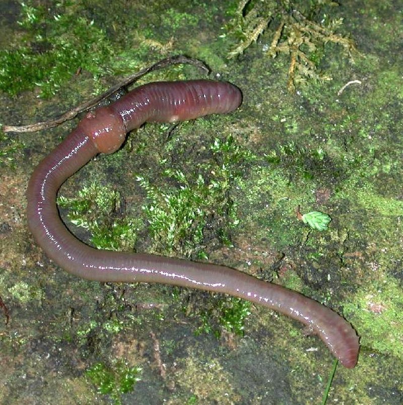 Червь Земляной (Lumbricus terrestris)