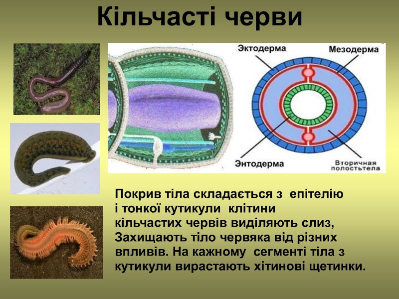 Биология 7 класс тело кольчатых червей?