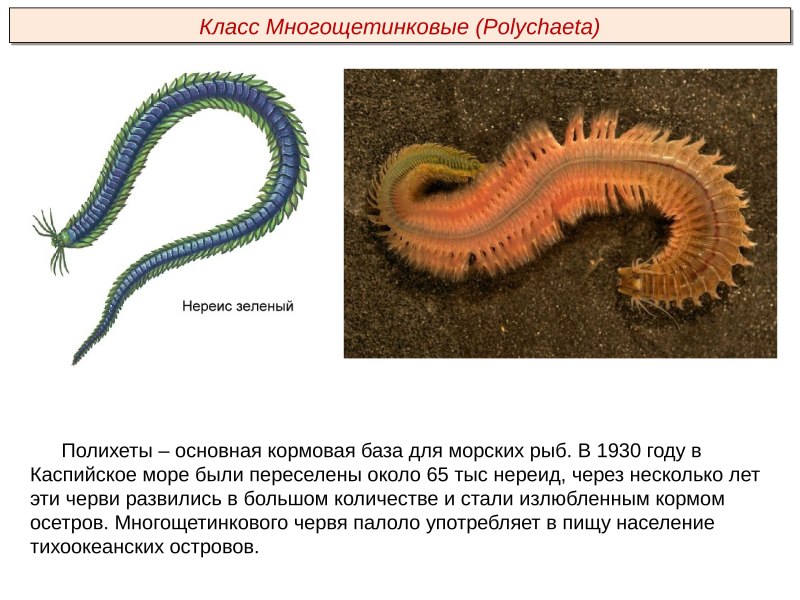 Тип кольчатые черви класс многощетинковые