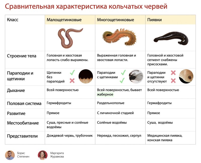 Представители кольчатых паразитов