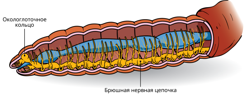 Нервная система дождевого червя