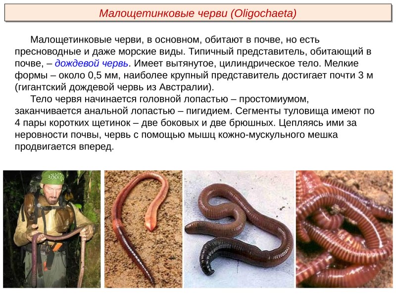 Почвенные Малощетинковые черви