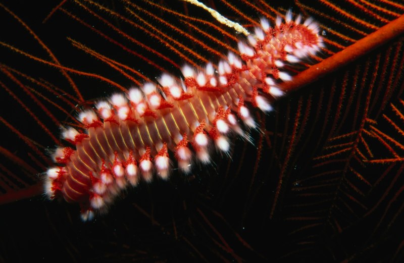Hermodice carunculata Огненный червь