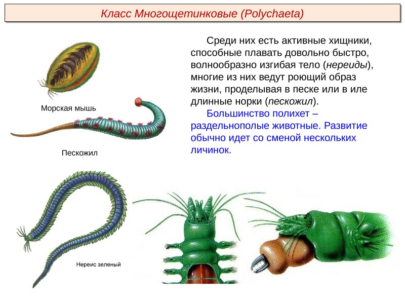 Многощетинковые черви пескожил